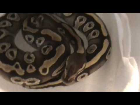 Snake Update and Rescues