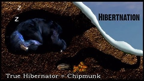 What does Hibernation mean to a Black Bear?