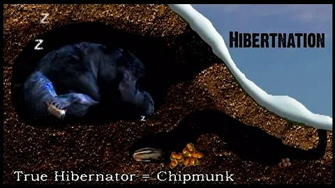 What does Hibernation mean to a Black Bear?