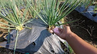 pemberian urea pada tanaman daun bawang supaya lebih hijau bagus dan jos
