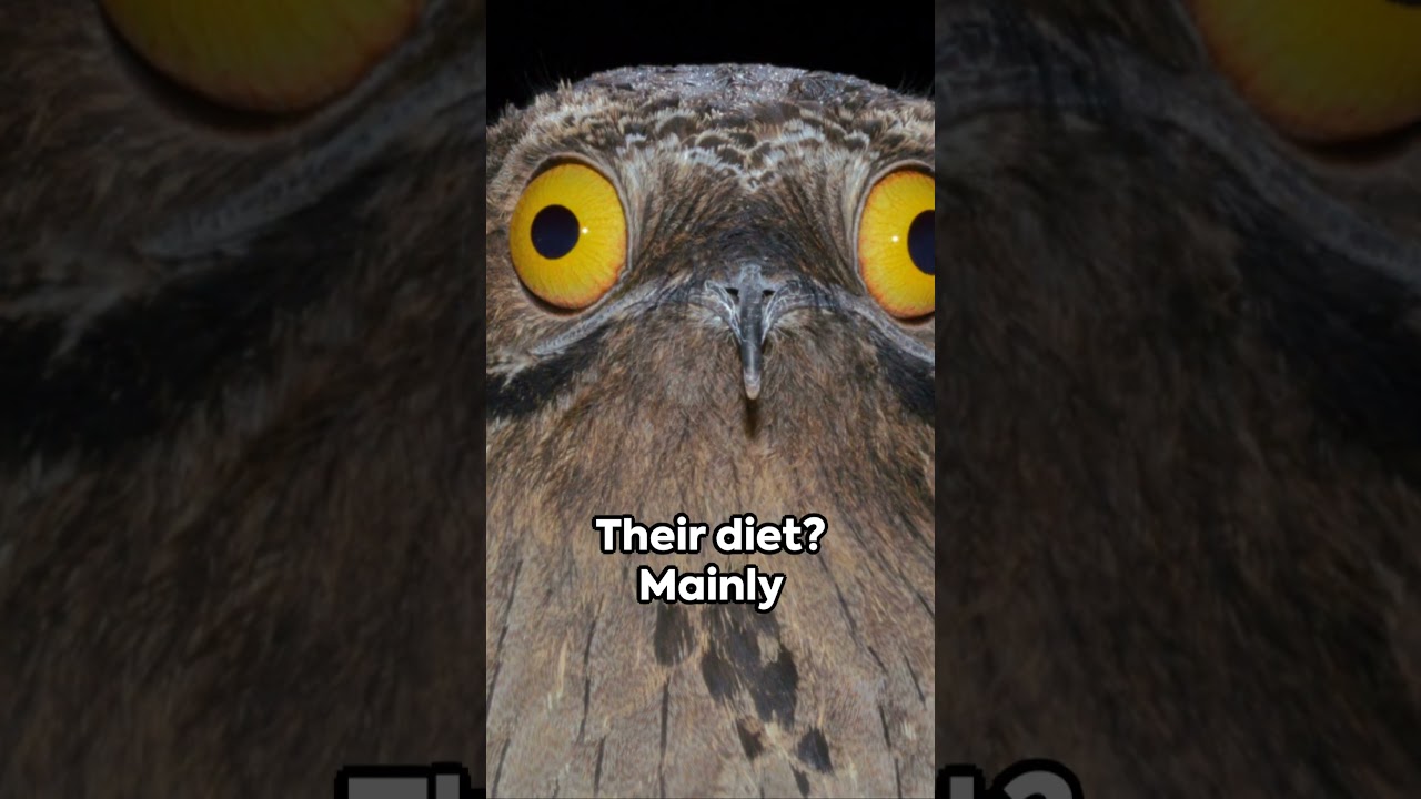 Potoo | The Unseen Mysteries