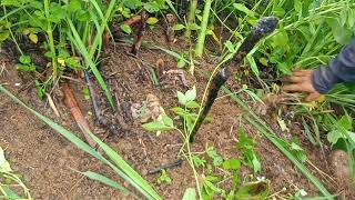 finally conquerd cassava grass missed many days of my daily work part 14