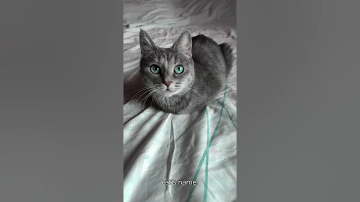 Can Cats Recognize Their Names?  #cat #catlovers #kitten #funnycats #cute