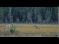 Wolf Howling in Finland's Boreal Forests