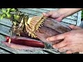 バナナの花の料理／日本の綺麗な風景／Banana Flower dish