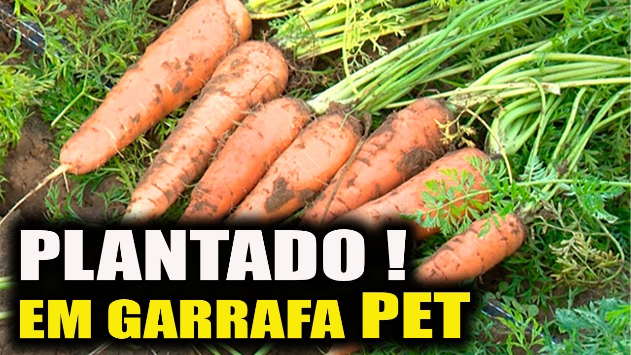 Colheita de CENOURA em garrafa PET