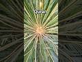 Surah waqiyah Urdu translation #surahwaqiah #urdutranslation #urdulanguage #shorts #shortsvideo