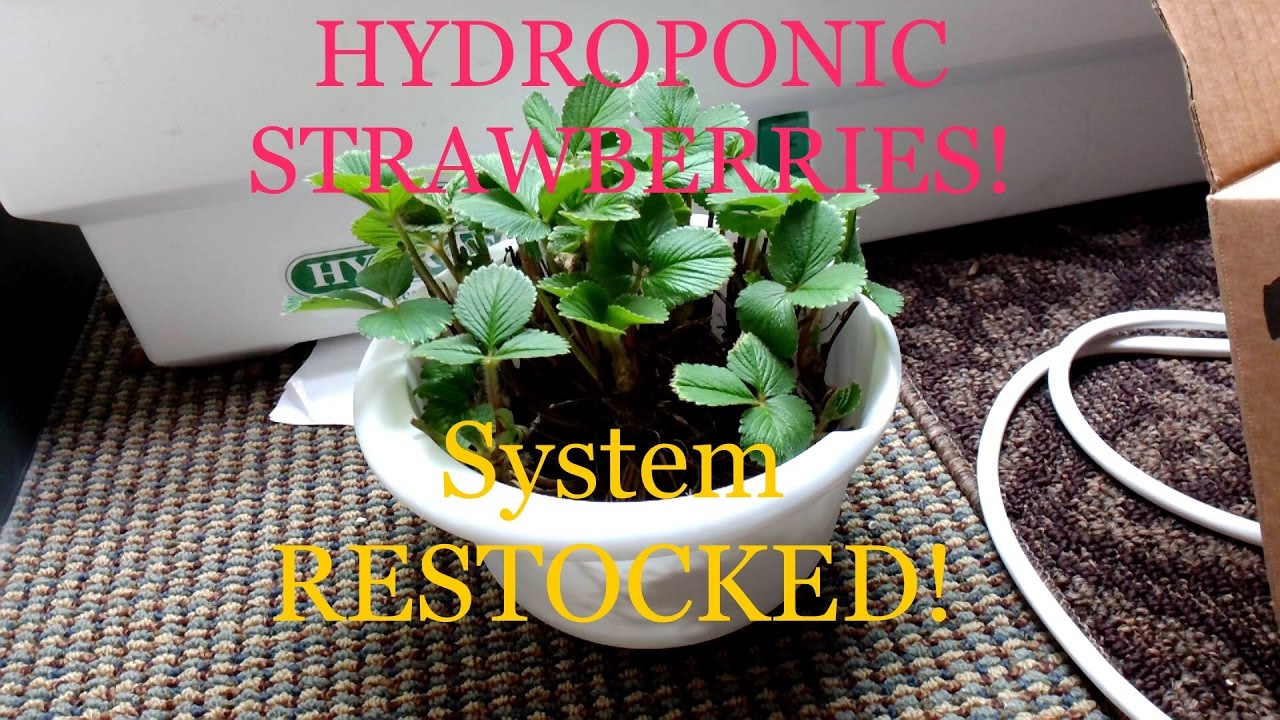 Hydroponic Strawberry Grow Plant Restock update