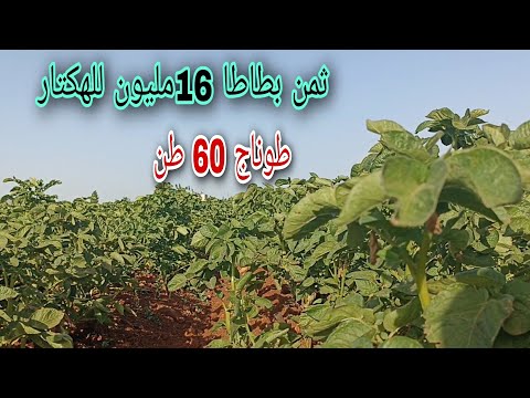 انواع بطاطا بالمغرب مبيذ الحشرات البطاطس وثمن البطاطس الهكتار 16مليون وطوناج حتى60طون