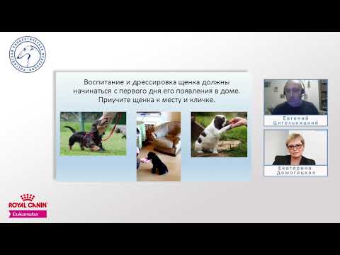 Часть 3. Простые правила воспитания щенка № 1 | РКФ детям