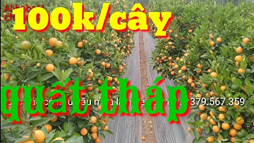 giá quất cảnh tại vườn100k/cây quất tháp, báo giá trực tiếp vườn quất tháp giá rẻ, giá quất tết 2021