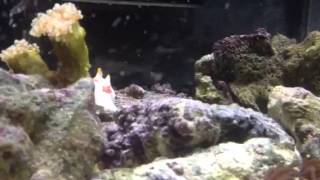 Angler Fish Eating Neon