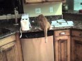 Comment garder les chats hors des comptoirs