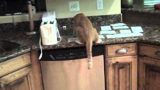 How to keep cats off the counter