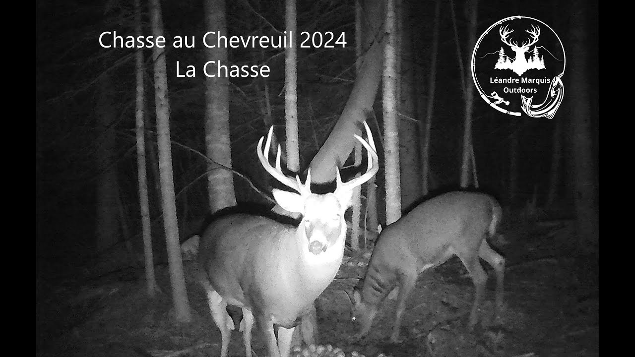 Chasse au Chevreuil 2024 - La Chasse