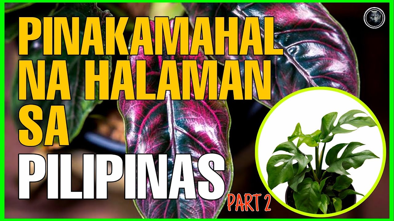 PINAKAMAHAL NA HALAMAN SA PILIPINAS PART 2 MOST EXPENSIVE PLANTS IN