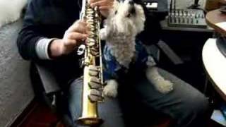 Jazz Dog Scat