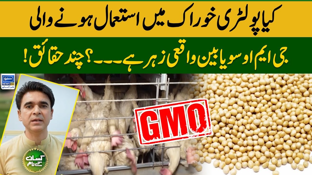 Is Soyabean Safe For Health Why Soyabean Got Banned In Pakistan