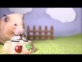 hamster in the small world