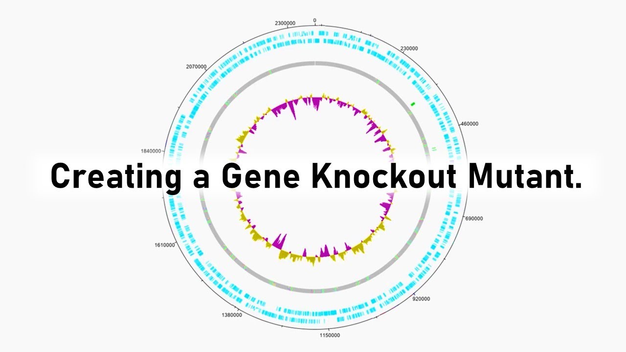 Gene Knockout/mutation - Creative Biolabs