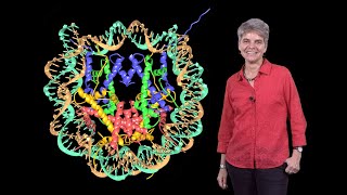 Karolin Luger (CU Boulder, HHMI): Discovery of the Structure of the Nucleosome