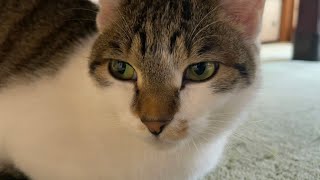 オレの彼女(猫)が拗ねる。何もないけどなんかゴメン。
