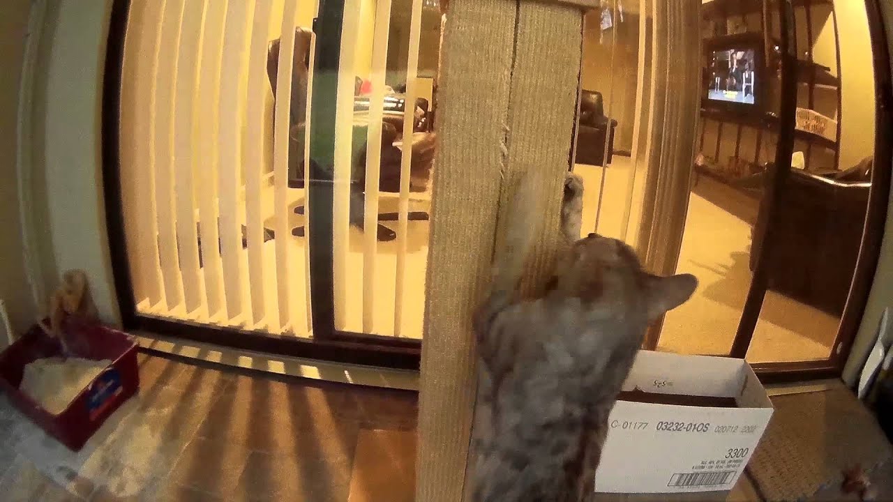 Vocal Bengal cat with a curious meow (SJ1000 Action Camera Test)