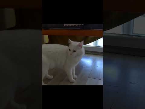 Cute cat meowing like speaking