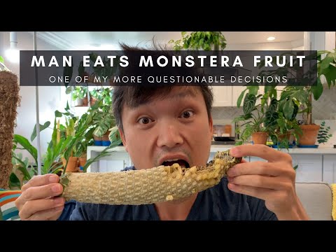 Video: Monstera Gourmet (15 Fotos): Artens Træk. Hvordan Ser Monstera -frugt Attraktiv Ud? Funktioner Ved Plantning Og Pleje Derhjemme