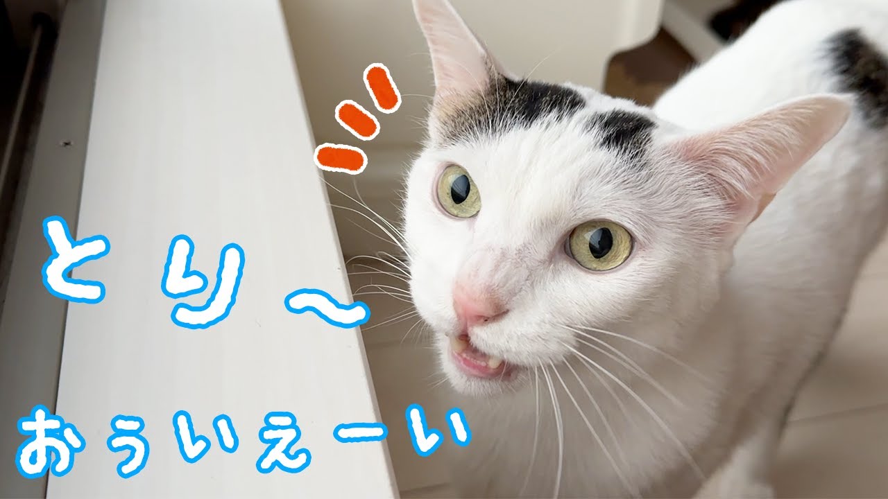 朝から大声で鳥さんに話しかける猫チロさん