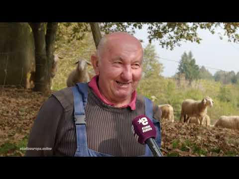 Video: Tko uzgaja ovce za vunu?