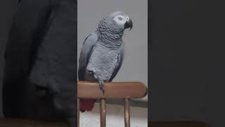 картинка: КИРА УПРАЖНЯЕТСЯ СО СЛОВОМ КОЛОКОЛЬЧИК! СКОЛЬКО ВАРИАНТОВ!