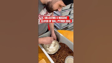 Collecting A Massive Clutch Of Ball Python EGGS!