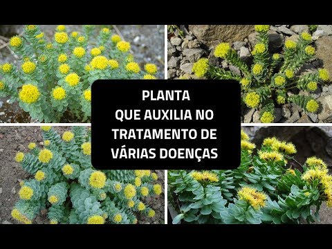 Vídeo: Rhodiola Rosea Curativa E Eficaz - Cultivada No Jardim. Condições, Cuidados, Benefícios. Foto