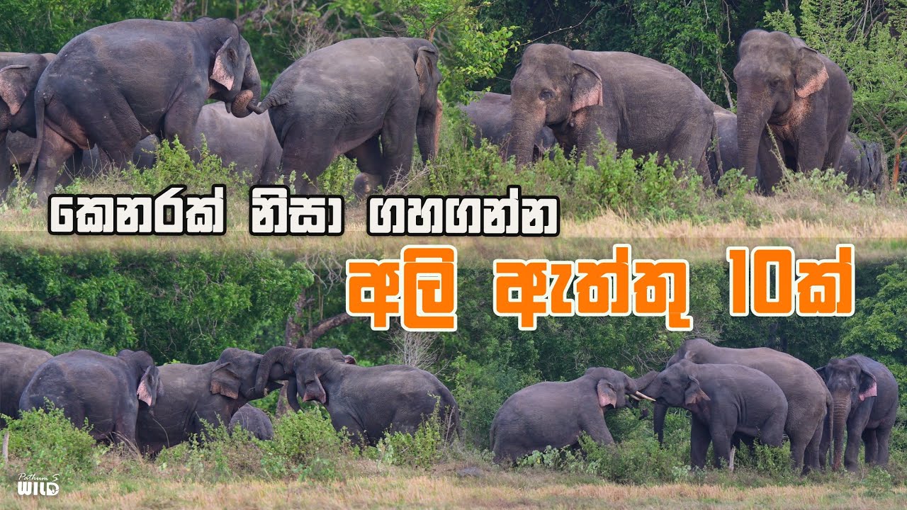 කෙනරක් නිසා ගහගන්න අලි ඇත්තු දහයක් | PathumS WILD 