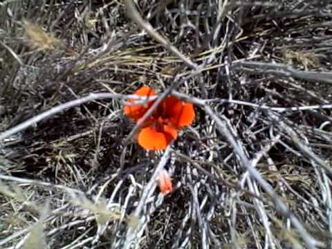 Elite Land Tours - Desert Mariposa Lily - Joshua T...