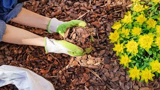 Be Aware Of These Big Mistakes That Gardeners Make In August
