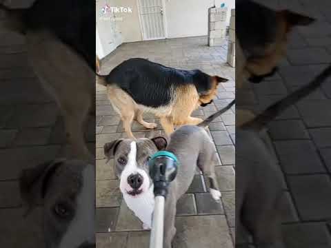 วีดีโอ: สุนัขที่เป็นที่ยอมรับของสัปดาห์ - Gumu