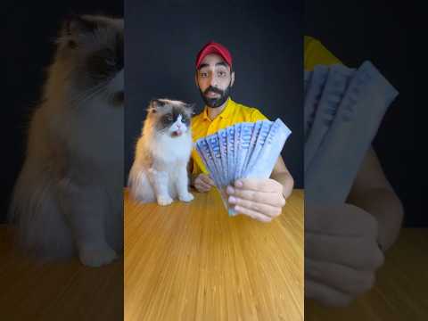 اغلى ٣ سلالات قطط في العالم ليش