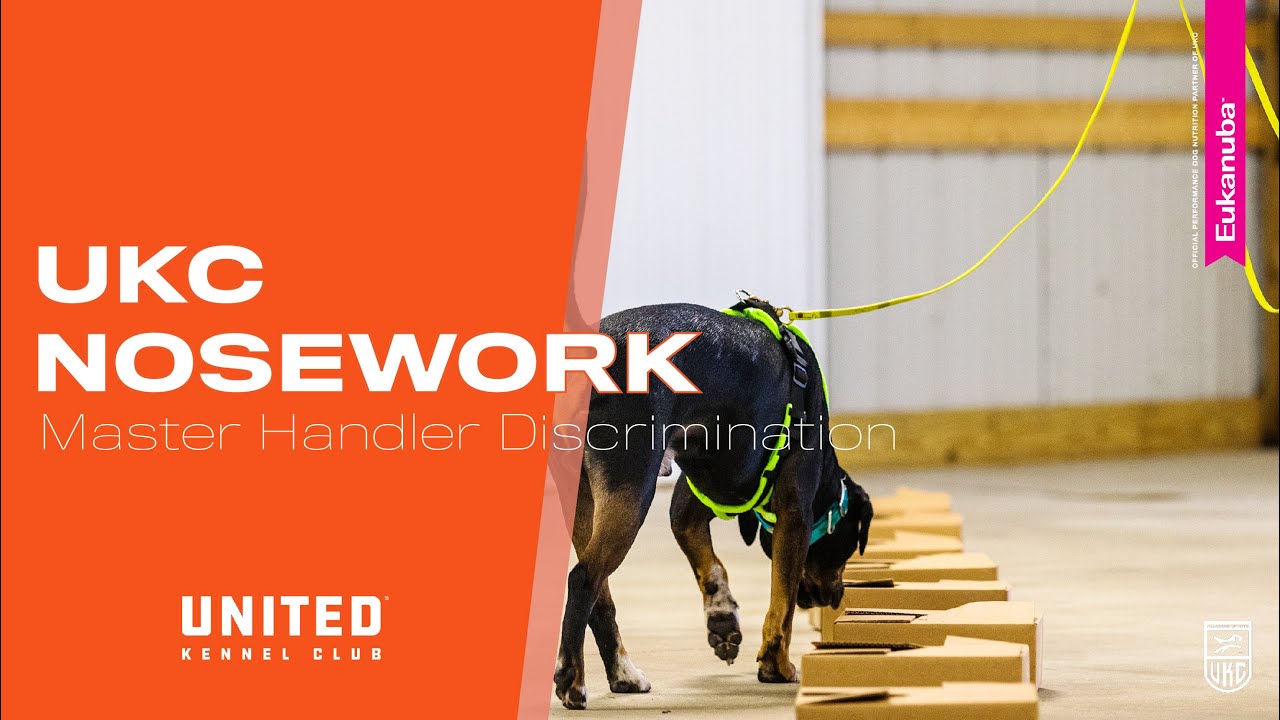 UKC Nosework Master Class Handler Discrimination YouTube ukc-nosework-master-class-handler-discrimination-youtube