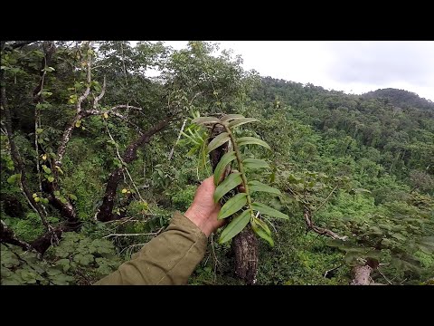 Tầm lan giả hạc rừng chumoray vào mùa mưa | Foci