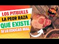 Los Pitbulls La PEOR RAZA que existe o Resultado de una mala crianza