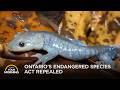 No More Protections? Inside Ontario’s Controversial New Species Conservation Act | Your Morning