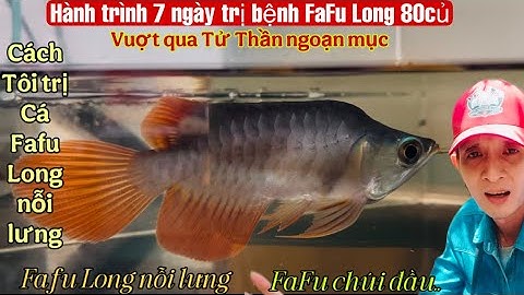 Cá Rồng Huyết  FaFu Long nỗi lưng,chúi đầu và hành trình vượt qua tử thần -Thái Salem vê lốc