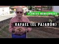 2 💢 PLANTAS MEDICINALES con Rafael EL PAJARON (I)