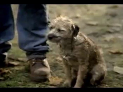 funny-budweiser-dog-commercial---super-bowl-banned-video