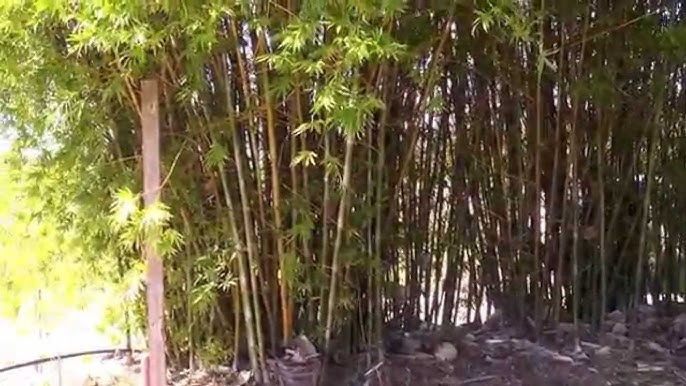 Bamboo Bambusa Multiplex - YouTube