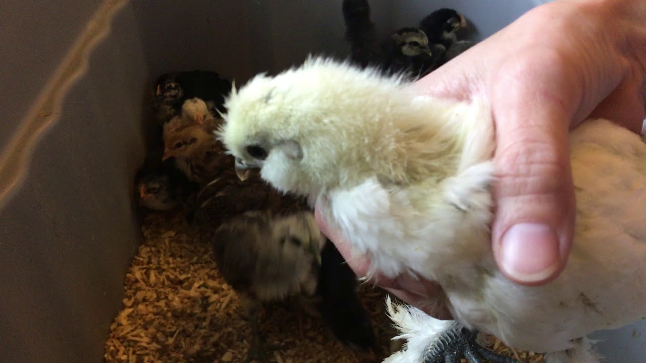 Sexing chicks 34 weeks old YouTube