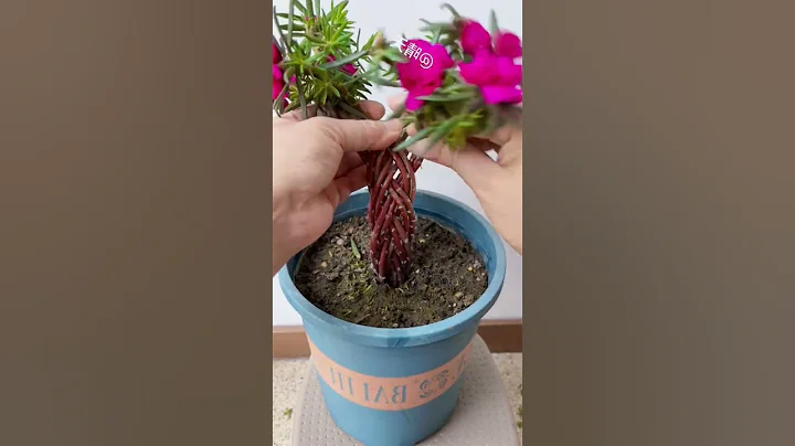 how to make portulaca plant bonsai #bonsai #portulacaflower #garden #floweringplant