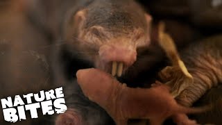 Naked MoleRats Fight to the Death | The Secret Life of the Zoo | Nature Bites